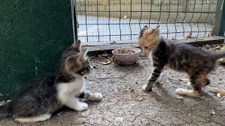 Kitten adjust her ears in a funny way before attacking