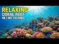 Stress Relief Sleep Music and Relaxing Ocean Ambience for Healing Sleep