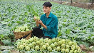 Harvest Kohlrabi, Go To The Market To Sell, Vegetable Gardening