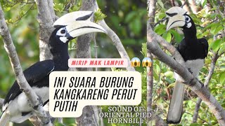 Suara Burung Kangkareng Perut Putih #Sound OF ORIENTAL PIED HORNBILL