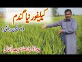 Best wheat crop in pakistan  california american wheat variety performance in pakistan  farmers