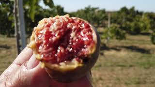 Cavaleiro Fig and Tree Spacing Discussion - See video description