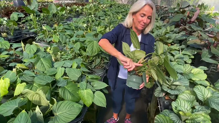 In The Shade House w/ Suzanne - Philodendron Fuzzy...