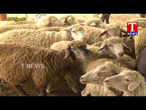 Farmer Purna Chandra Reddy about Modern Goat Farming | Chenu Chelaka | T News live Telugu