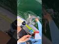 Ref:qujG9nSlL2M Shark attacked my kayak! #fishingvideo #saltwaterfix #fishing #fish