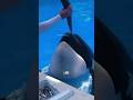 This orca is smarter than some humans shorts