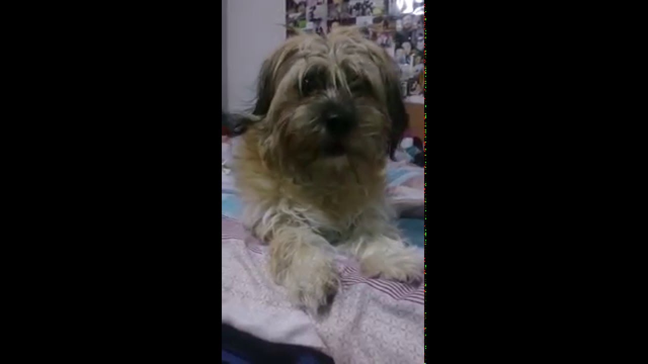 Cute dog's reaction at Adele's song Hello