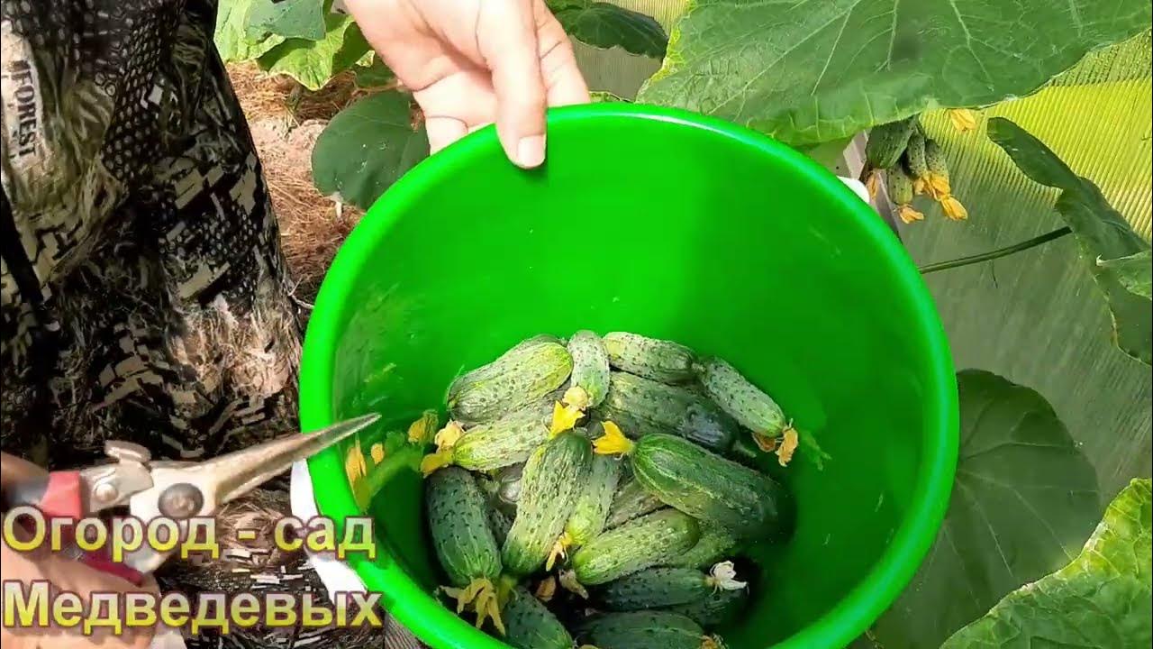 Как формировать огурцы, чтобы не было сброса завязей - YouTube