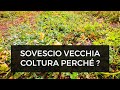 Sovescio della vecchia Coltura di Pomodoro