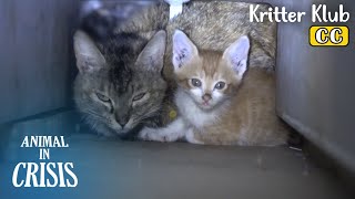 HELP! Mother And Two Kittens Stuck In A Wall Pillar.. l Animal in Crisis Ep 380