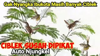 CARA MIKAT BURUNG CIBLEK YANG SUSAH DIPIKAT