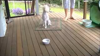 Agility Foundation; Focus Forward 1