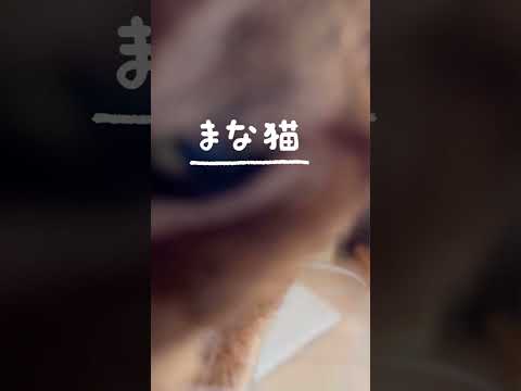 まな猫18歳による情熱大陸 #shorts #猫動画 #アビシニアン #cat #まな猫 #情熱大陸