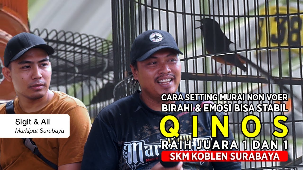 [ Murai Batu QINOS ] Raih Nyeri !! Begini Cara Setting Burung Non Voer Dari Rumah Hingga Lapangan