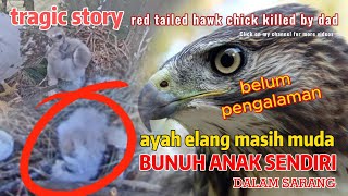 MEMBUNUH ANAKNYA SENDIRI,INILAH PERILAKU SANG AYAH ELANG YANG MASIH PEMULA DI ALAM LIAR