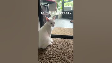 Loop #funny #best #meme #loop #helpmemakethismakesense #recommend #famous