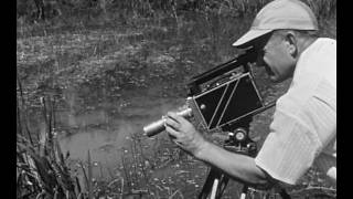 Walt Disneys Behind the True-Life Cameras and Olympic Elk Season 2 Ep 2 (Edited)
From Season 2 of Walt Disneys Disneyland Anthology program we have Episode 2: Behind the True-Life Cameras and Olympic Elk which aired on September 21st, 1956. This episode is in two parts: the first, Behind the True-Life Cameras has Walt introducing us to James Algar, writer and director for the True-Life Adventure series. For the film Secrets of Life, Algar takes viewers to the Everglades where photographers Clare and Bill Anderson have been filming the local inhabitants. Next we meet photographer Bob Crandall documenting the lives of a colony of ants.
The second part of the episode is theatrically released Olympic Elk which is on Disney+, therefore we only present Walts mid-show introduction to the True-Life Adventure followed by the closing credits.
Note: this is re-upload since the previous version on this channel was a Disney Channel syndicated broadcast. This upload is more faithful to the original airing and was obtained from bonus material on Volume 2 of Walt Disneys True-Life Adventures Legacy Collections.
Season 2 Playlist: https://youtube.com/playlist?list=PLziMmVShwVhZ_H41s5OxlCI53uOIaJkOD&si=ADGpVyerOAaLaKwC Walt Disneys Behind the True-Life Cameras and Olympic Elk Season 2 Ep 2 (Edited)