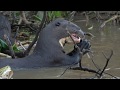 The Giant River Otter of South America