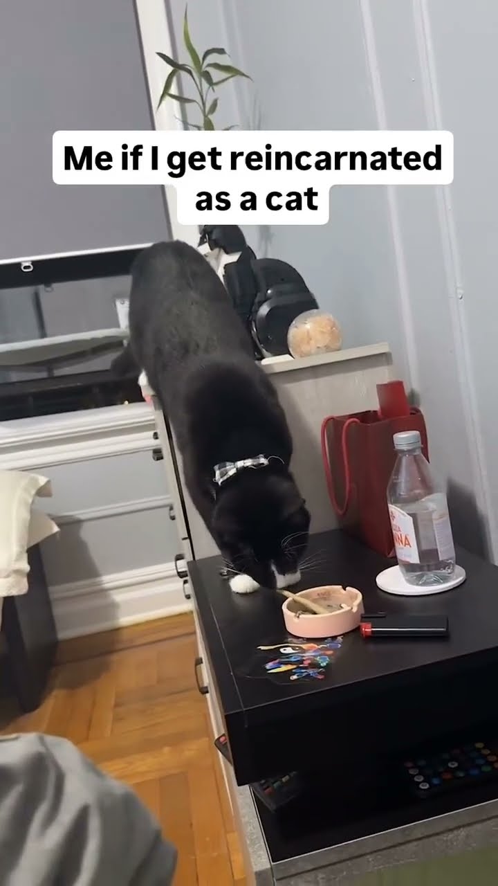 Prvnci got reincarnated as Kittyo the true one