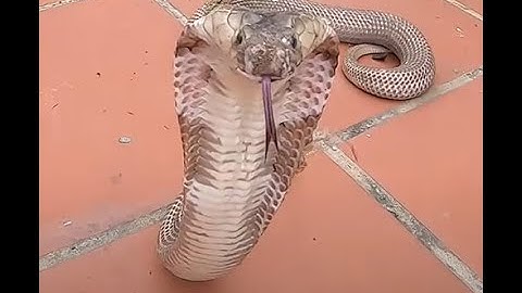 Chuyên Gia Bắt Rắn Tí Hon P2