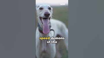 Greyhound heartbeat: 300 BPM thrilling health allert😱 #shorts