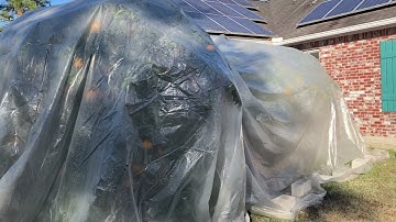 Episode 50 - Freeze Protection for LA Citrus Trees