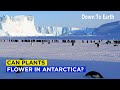 Can plants flower in Antarctica?