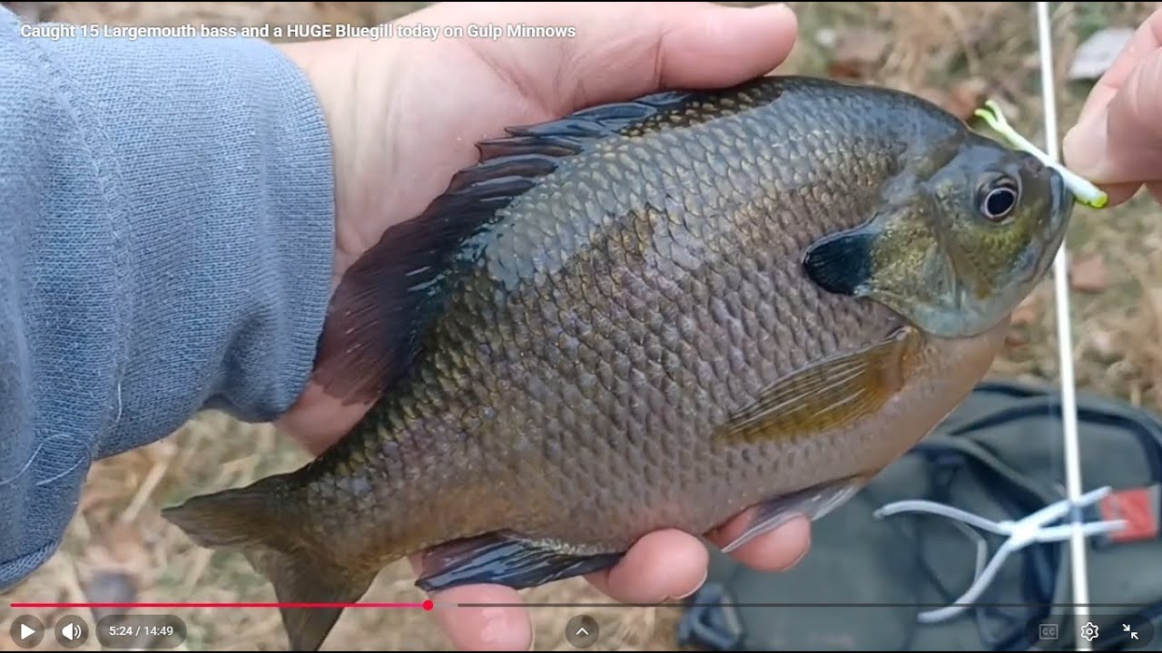 Caught 15 Largemouth bass and a HUGE Bluegill today on Gulp Minnows