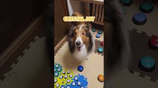 愛犬が“ごはんと歯みがき”をボタンで選んだ結果…! アニコム×アース製薬の新習慣《CRYSTAL JOY》 #shorts