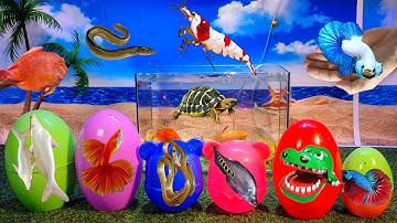 Tổng hợp video cá cảnh đẹp, động vật dễ thương, tôm đủ màu, cá betta, cá sấu, cá koi