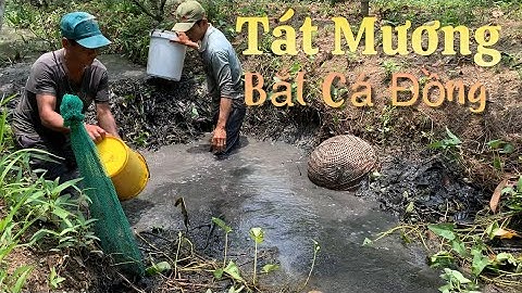 Tát mương bắt cá lóc nướng ăn ngoài vườn quá đã | Cù Lao Dung Vlogs #405
