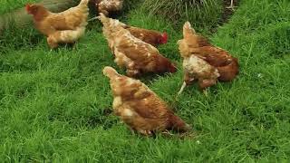 Control biológico con aves  - La Finca de Hoy