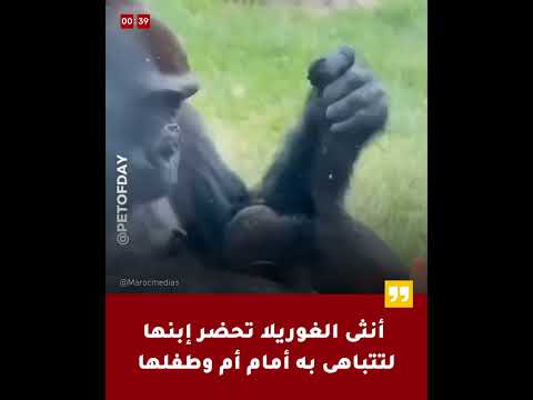 فيديو أنثى الغوريلا تحضر إبنها لتتباهى به أمام أم وطفلها
