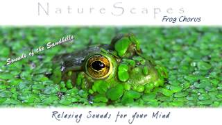 🎧 RELAXING SOUNDS OF FROGS... One Hour of Soothing, Meditative Sounds of Nature by Sounds by Knight 471,341 views 12 years ago 1 hour