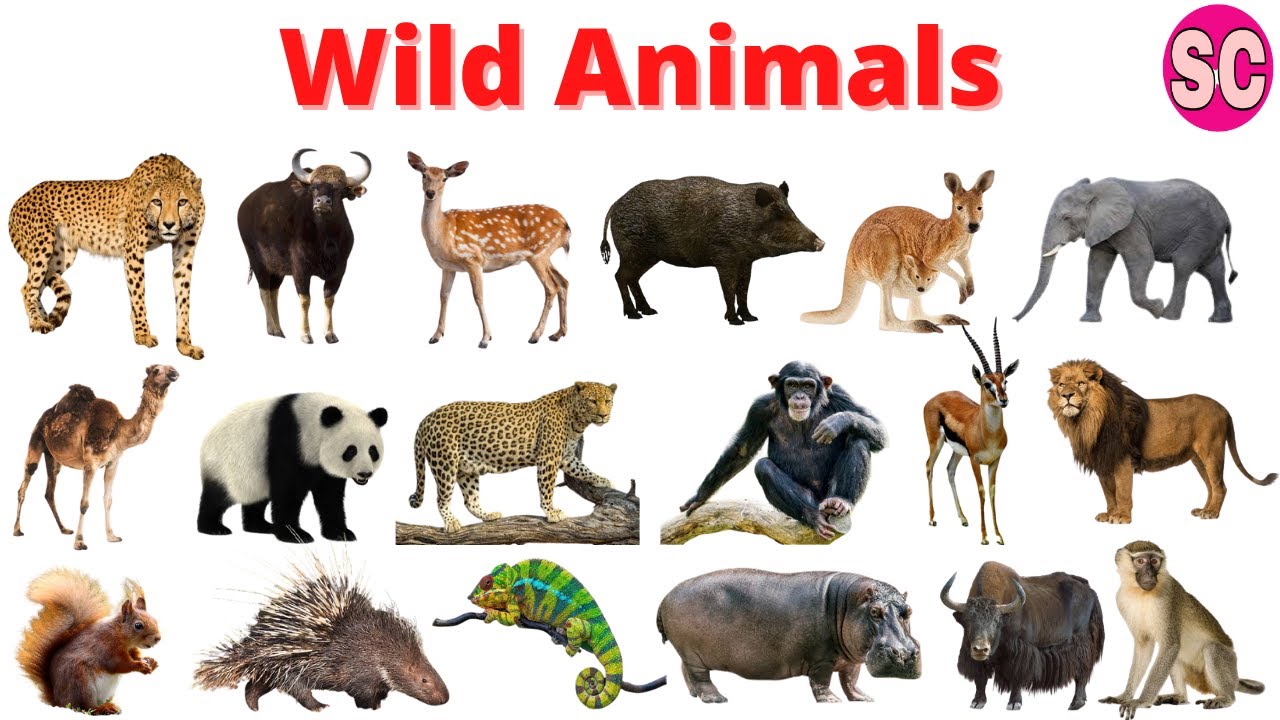 Animals | Wild Animals Names in English & Marathi | जंगली प्राण्यांची नावे  इंग्रजी आणि मराठी मध्ये - YouTube