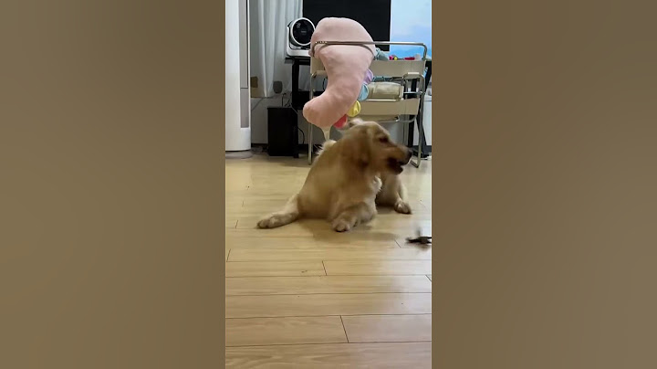 Golden Retriever vs Crawfish😂🤣