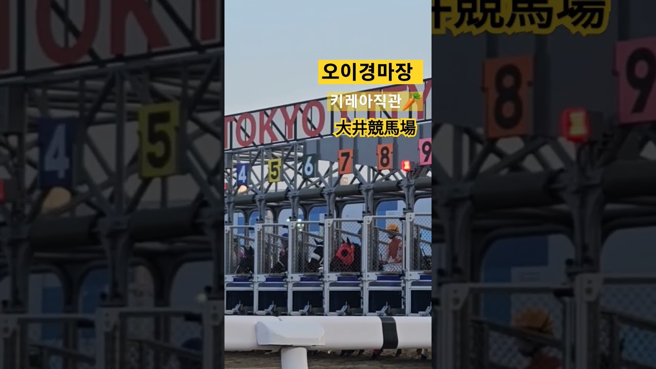 TCK도쿄시티경마장 직관영상~게이트리얼합니다🥕🐴🥕