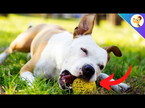 Video: Što je Safe Bone ili Chew Toy za My Mouthy Dog?