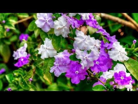 Video: Brunfelsia