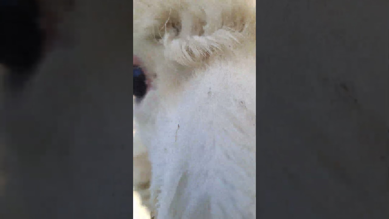 Alpaca changed baby tooth