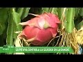 Andalucía Directo | Descubre la pitaya