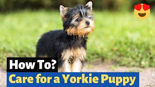 How to Take care of a Yorkie puppy? 5 Powerful Tips for Yorkie Care