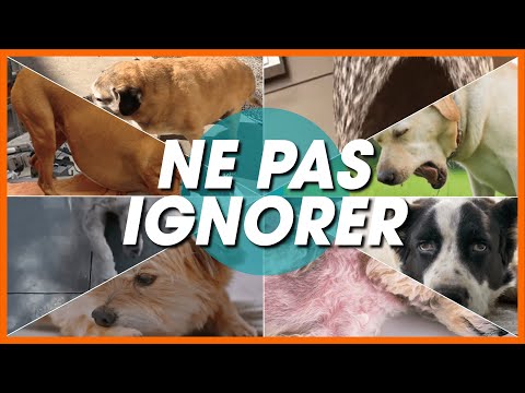 Vidéo: 5 façons d'aider votre chien à ronfler moins