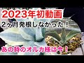 オバティフォリア・オルカ】未発根で2ヶ月！どーなった！？ - YouTube