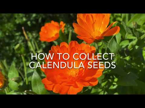 Video: Plantarea semințelor de Calendula: Aflați despre colectarea și însămânțarea semințelor de Calendula