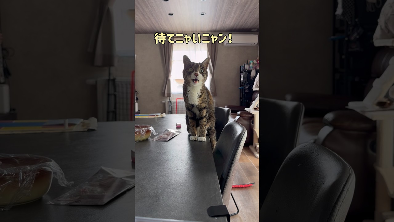 “早く座って！”圧が止まらないサンタくん😹