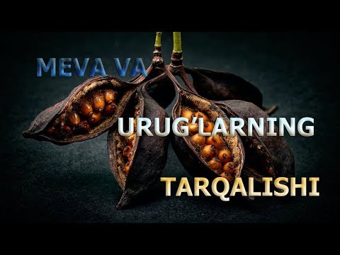 MEVA VA URUG&rsquo;LARNING TARQALISHI | МЕВA ВA УРУҒЛAРНИНГ ТAРҚAЛИШИ.