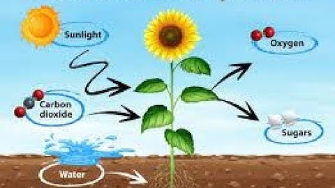 CLASS VI SCIENCE 12-04-2021 BY Ms STUTI DUBEY