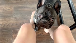 French bulldog stalks his daddy | He wants to be together every second