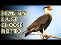 Caracara Facts The Bird Like Many Others Animal Fact Files 